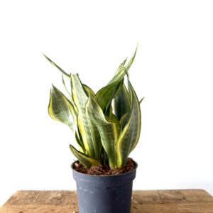 Sansevieria trifasciata Hi Color