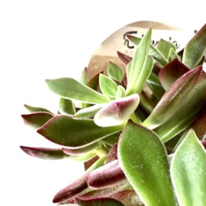 Echeveria Pulvinata Devotion