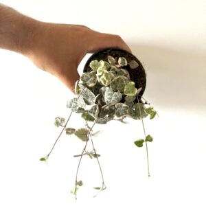 Ceropegia Woodii Variegada