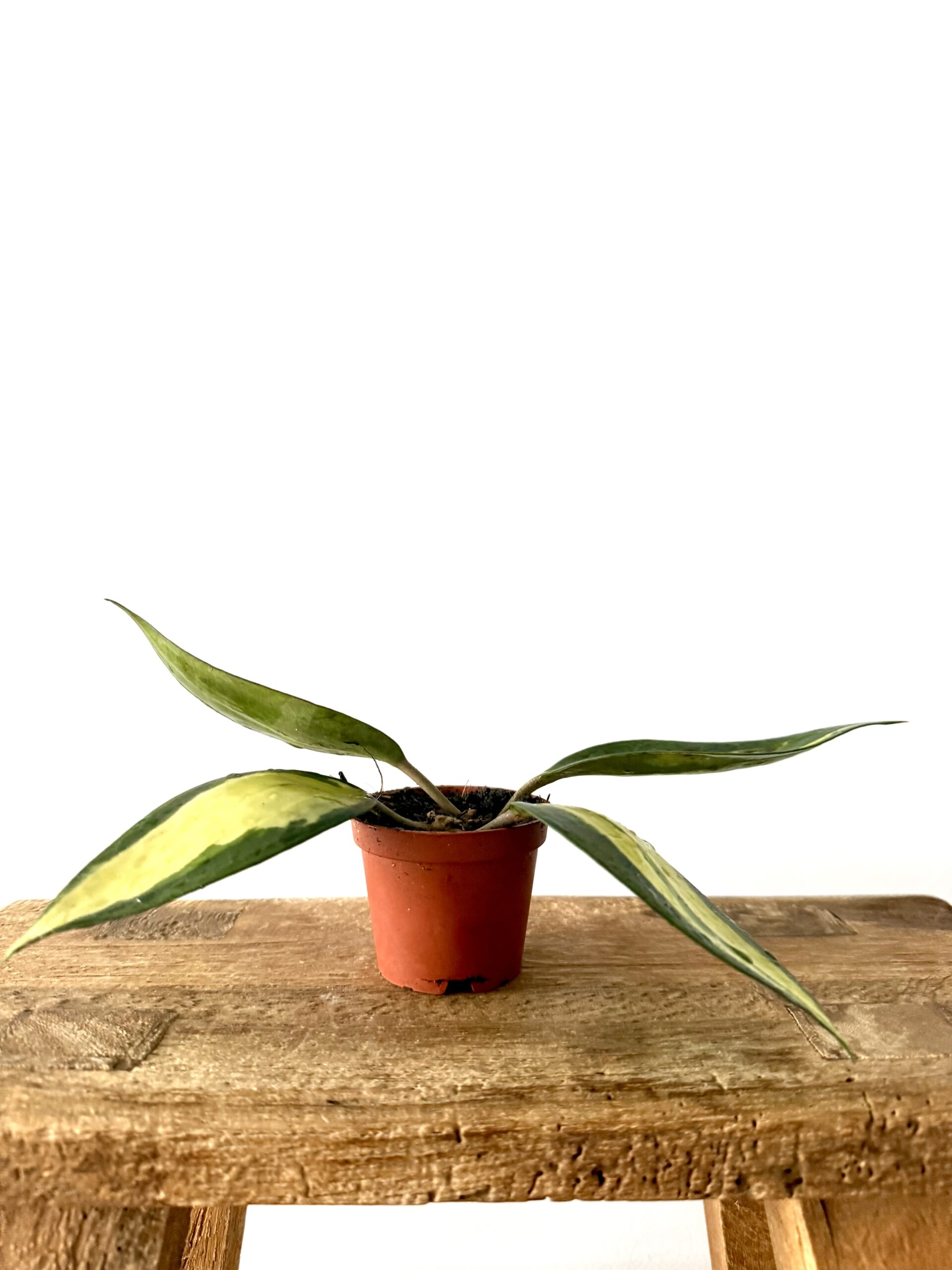 Hoya Pot of Gold - Imagen 2