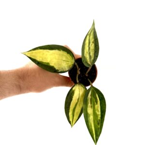 Hoya Pot of Gold