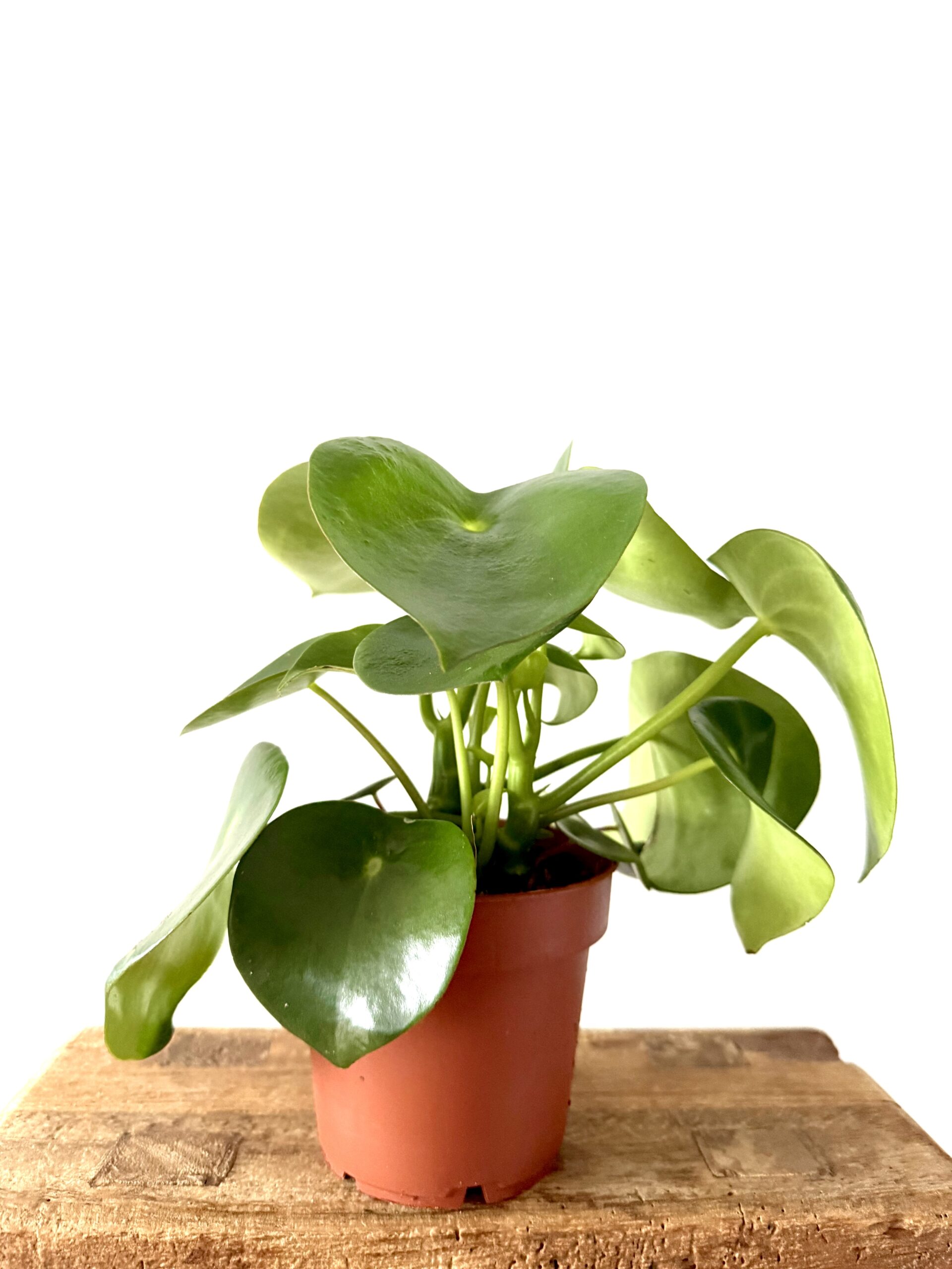 Peperomia polybotrya raindrop - Imagen 2