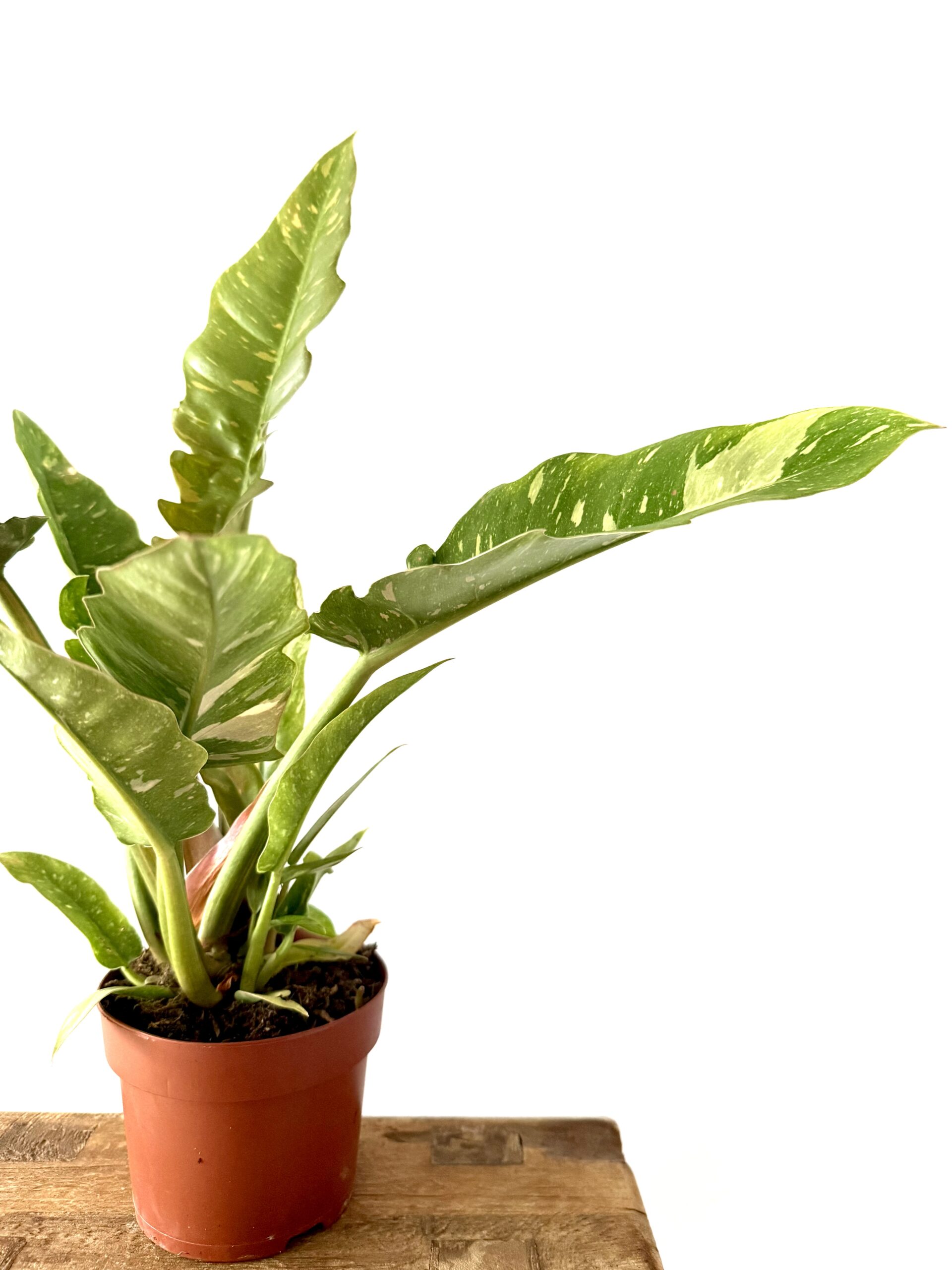 Philodendron 'Ring of Fire'