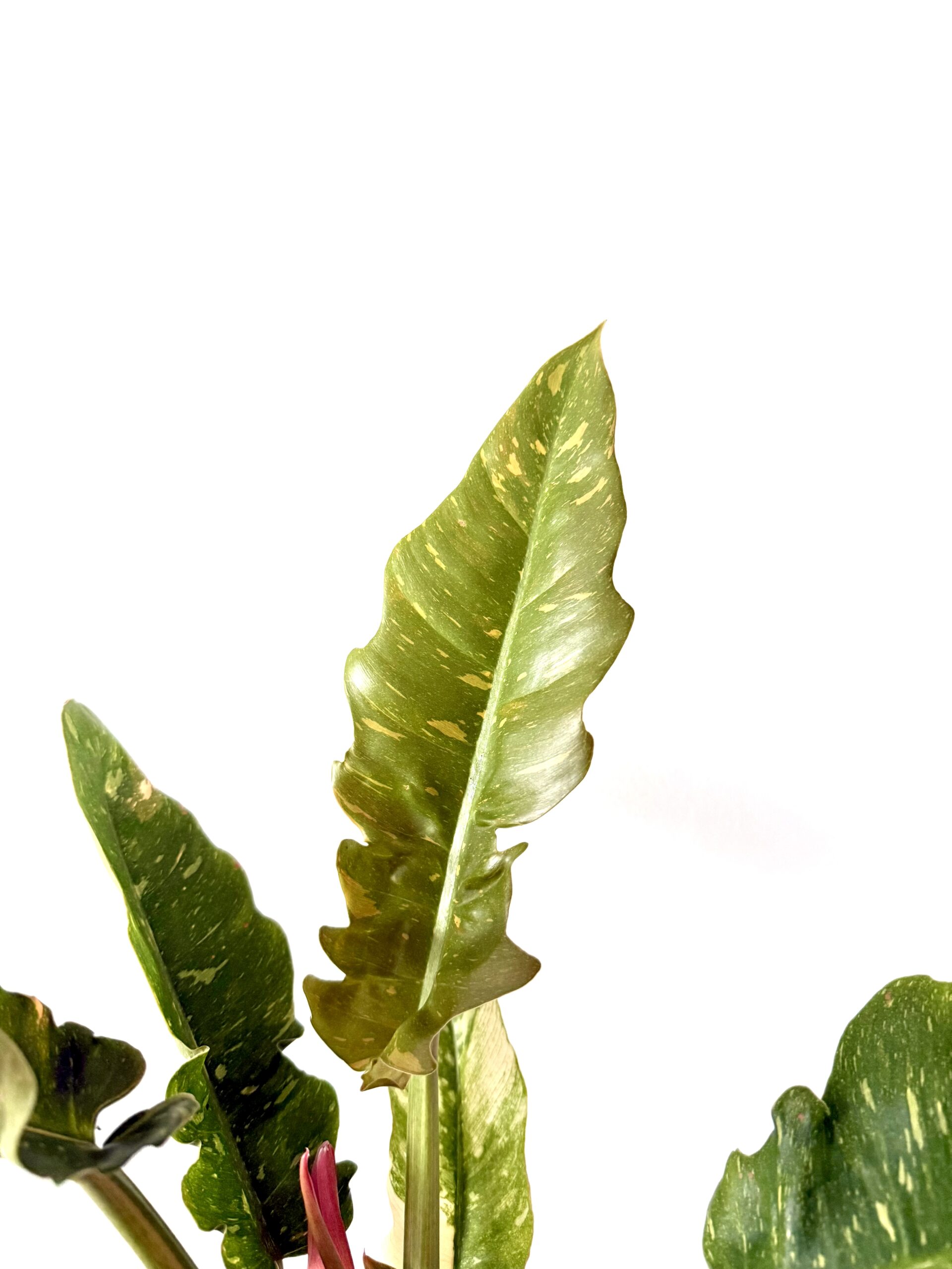 Philodendron 'Ring of Fire' - Imagen 3