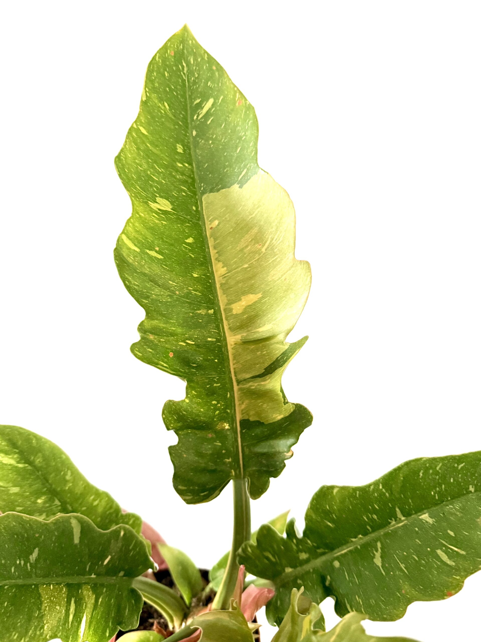 Philodendron 'Ring of Fire' - Imagen 2