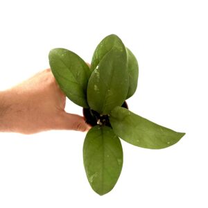 Hoya verticillata