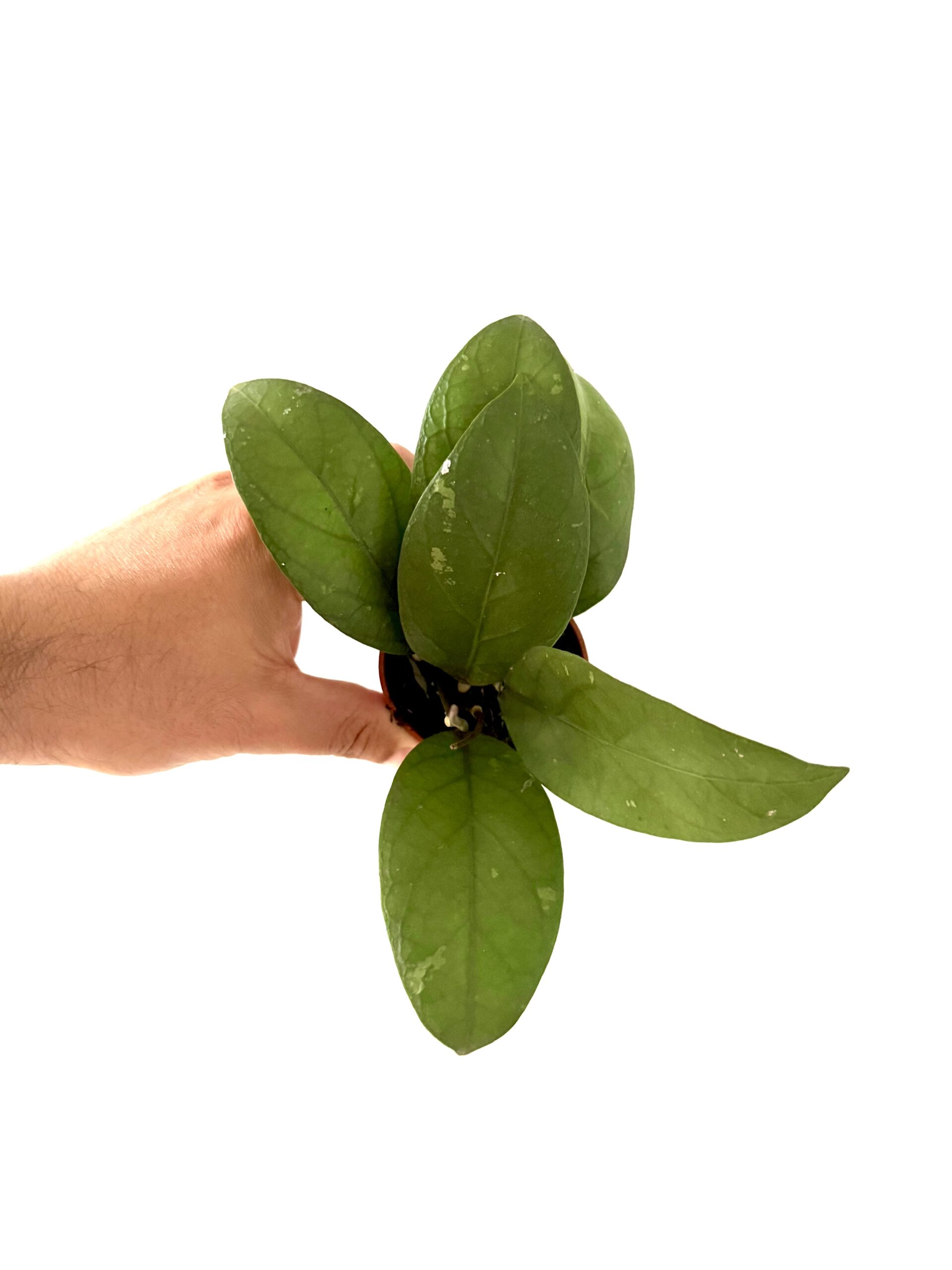 Hoya verticillata