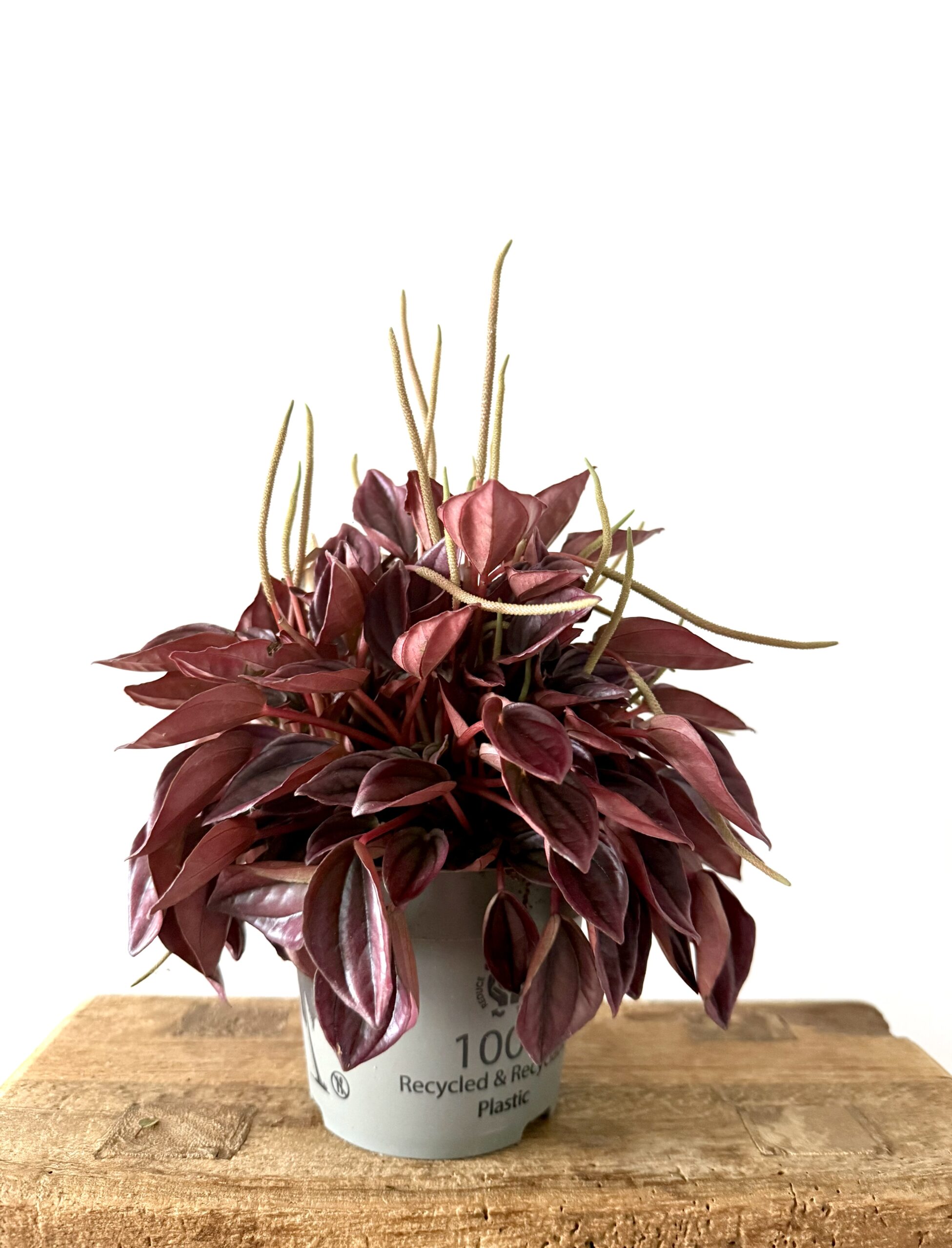 Peperomia 'Cayenne' - Imagen 2