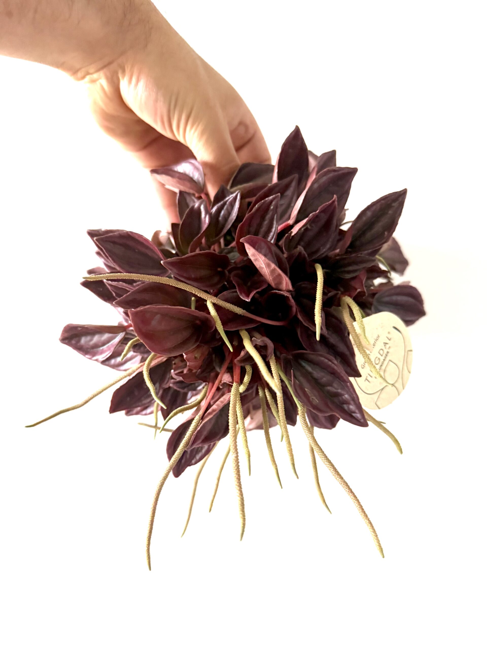 Peperomia 'Cayenne'