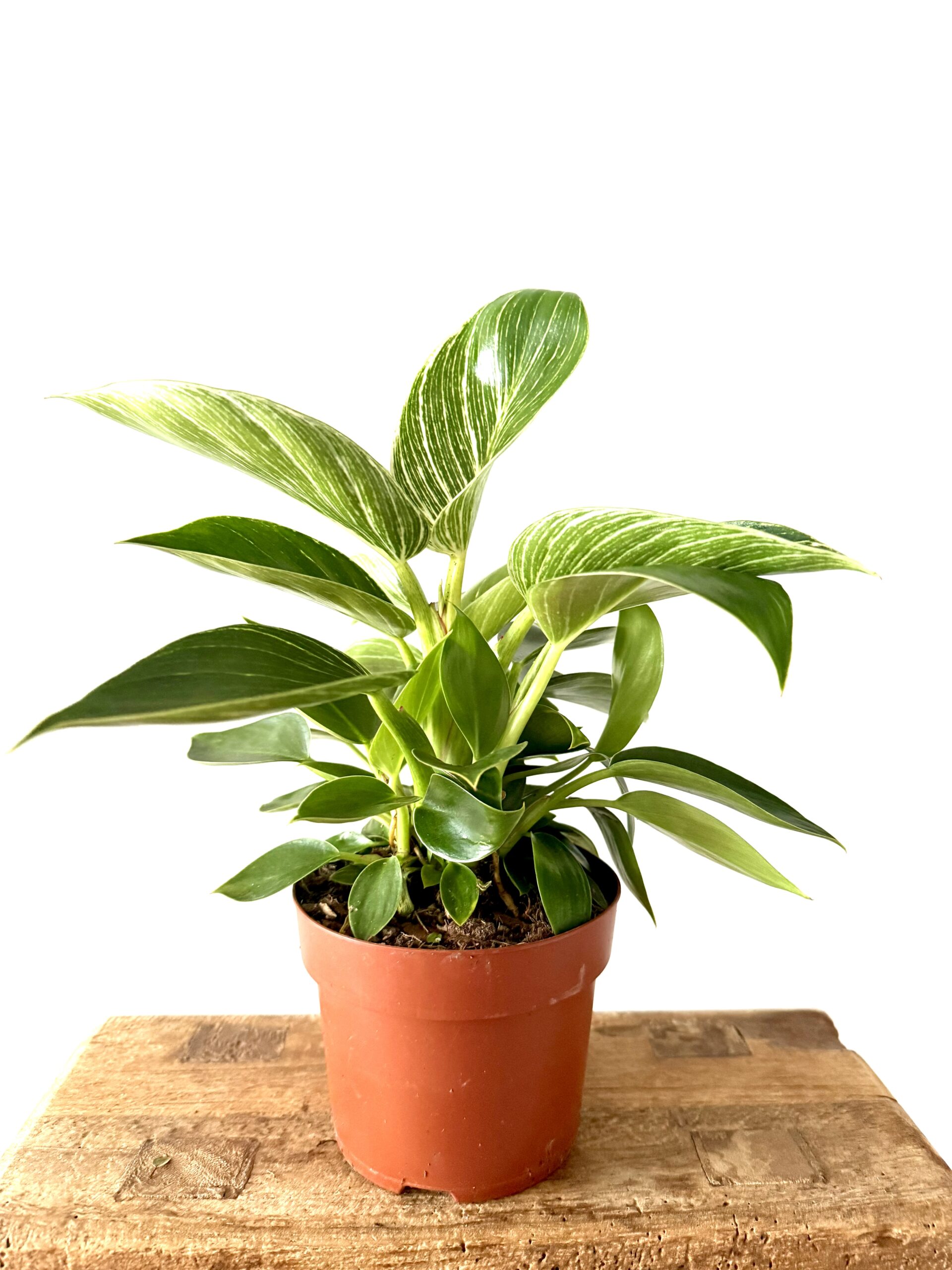 Philodendron 'White Wave' - Imagen 2