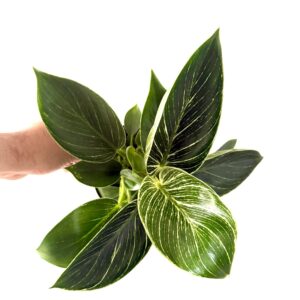 Philodendron 'White Wave'