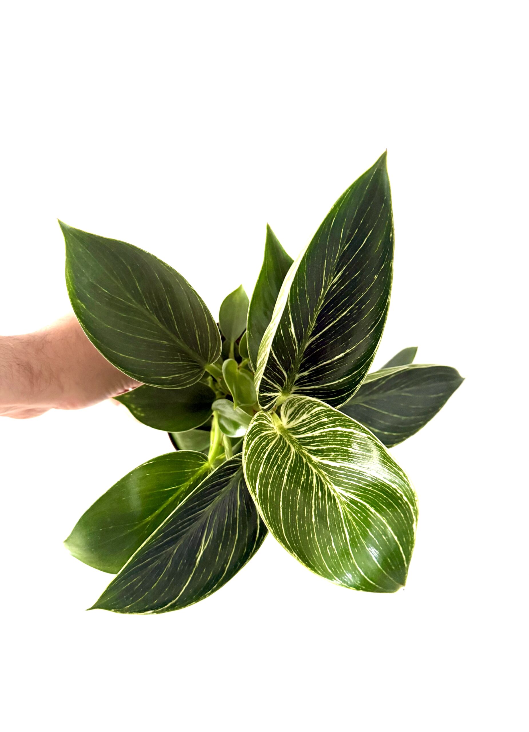 Philodendron 'White Wave'