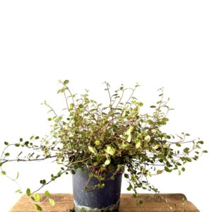 Muehlenbeckia Maori Variegata