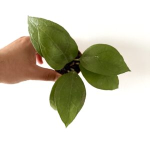 Hoya SP Aceh