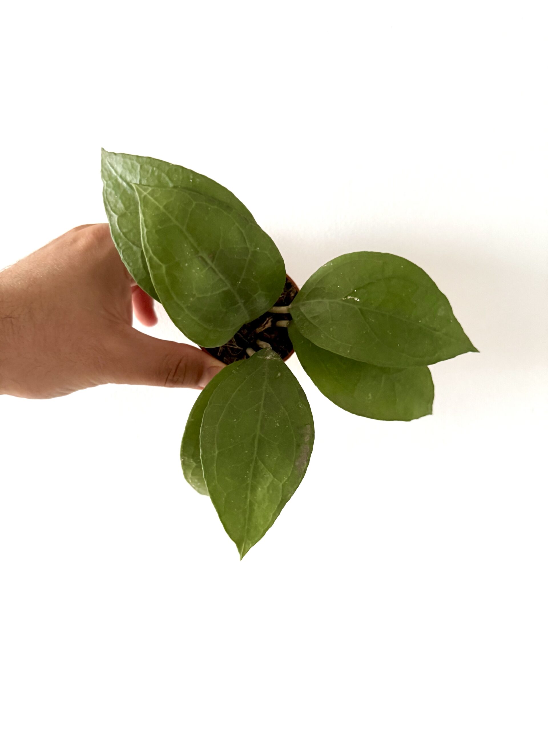 Hoya SP Aceh