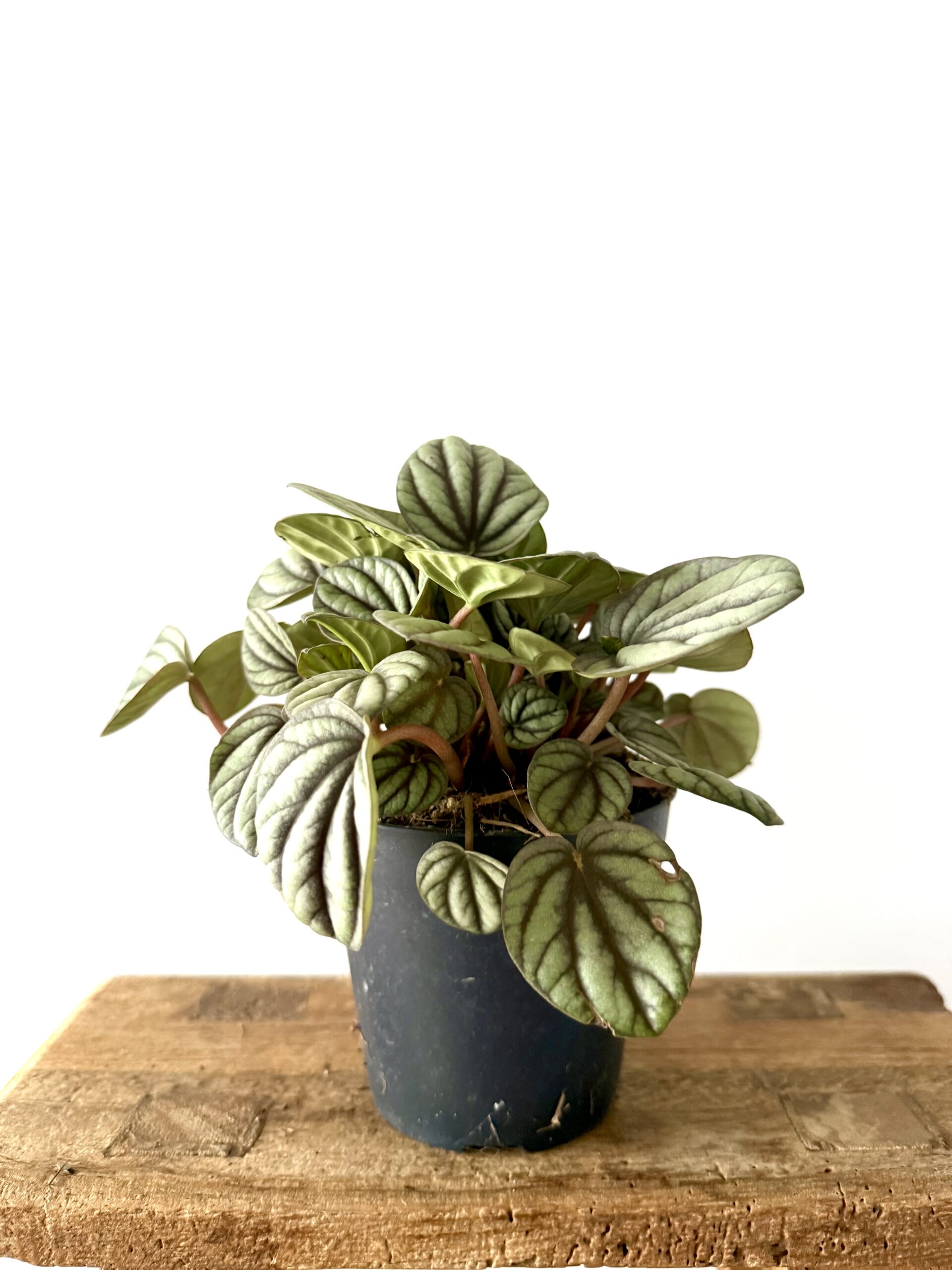 Peperomia 'Mystique' - Imagen 2
