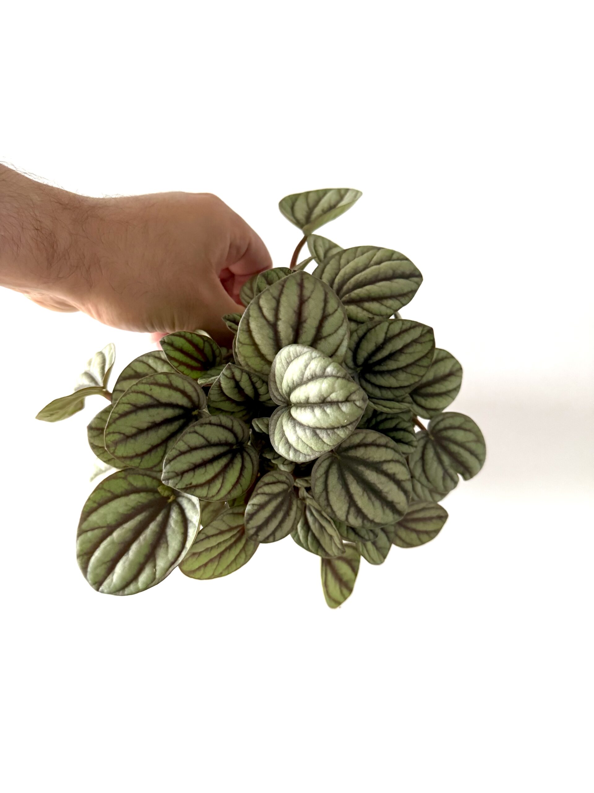 Peperomia 'Mystique'