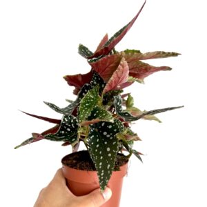 Begonia 'Spotlight'