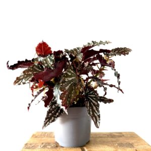 Begonia 'Spotlight Dark'