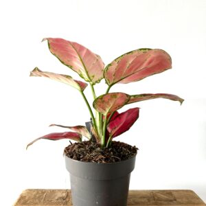 Aglaonema 'Red Joy'