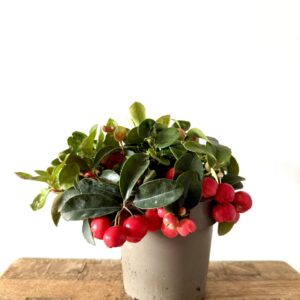 Gaultheria procumbens