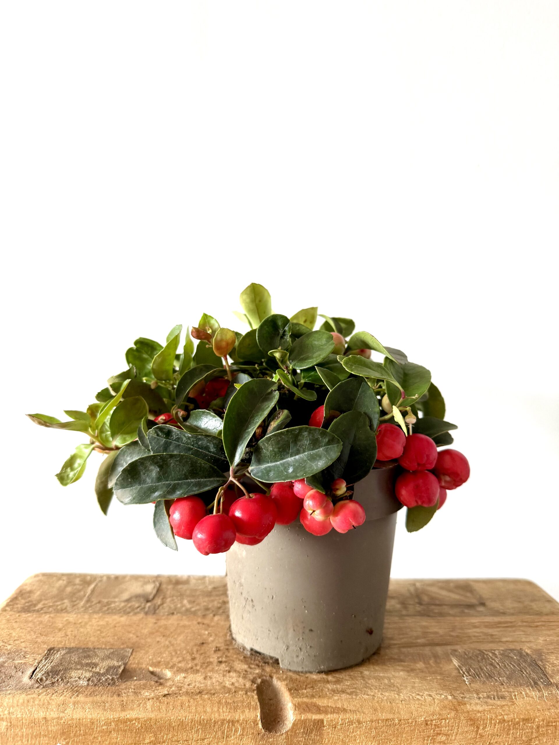 Gaultheria procumbens