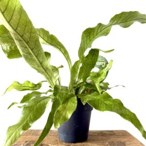 Asplenium 'Crocodilus'