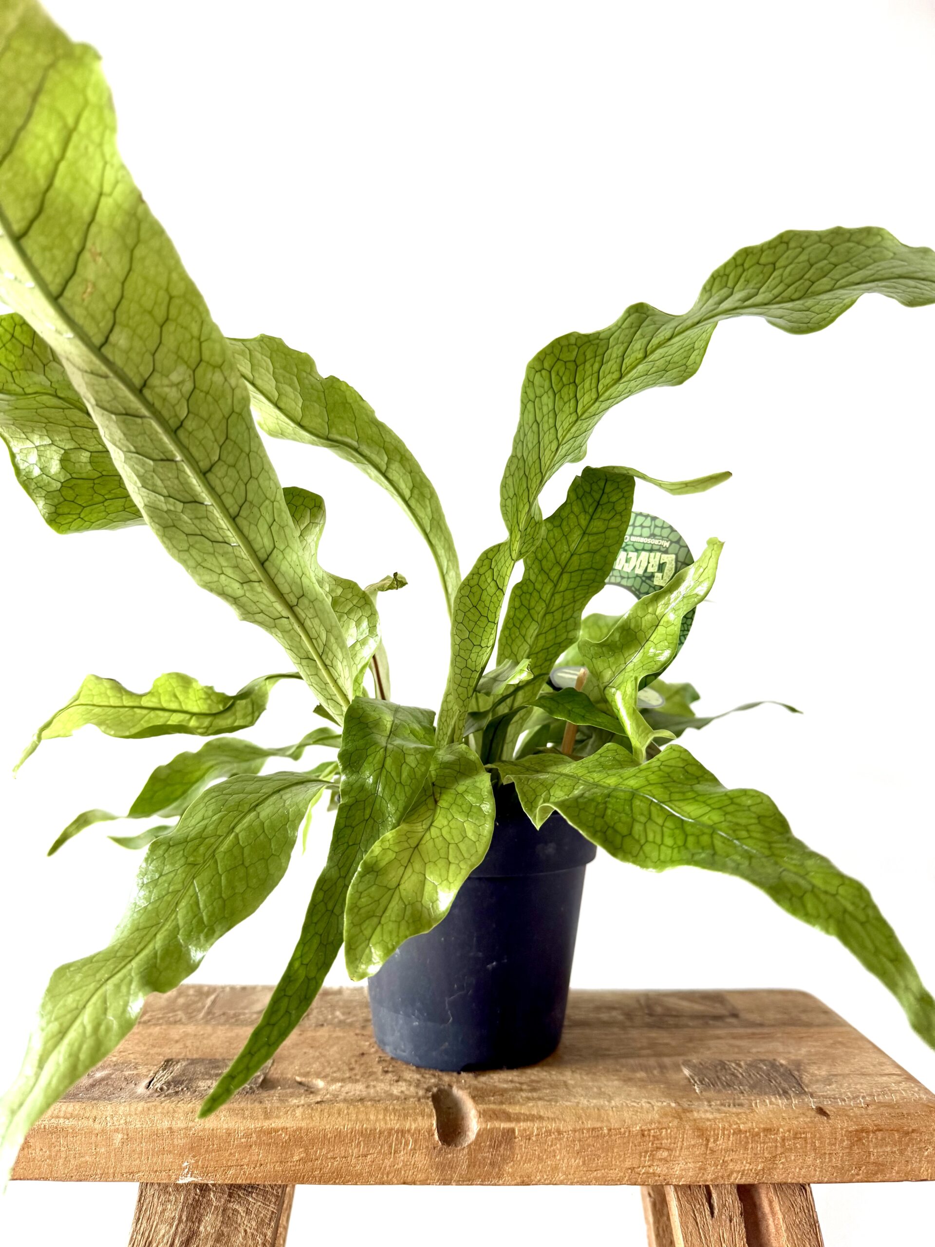 Asplenium 'Crocodilus'