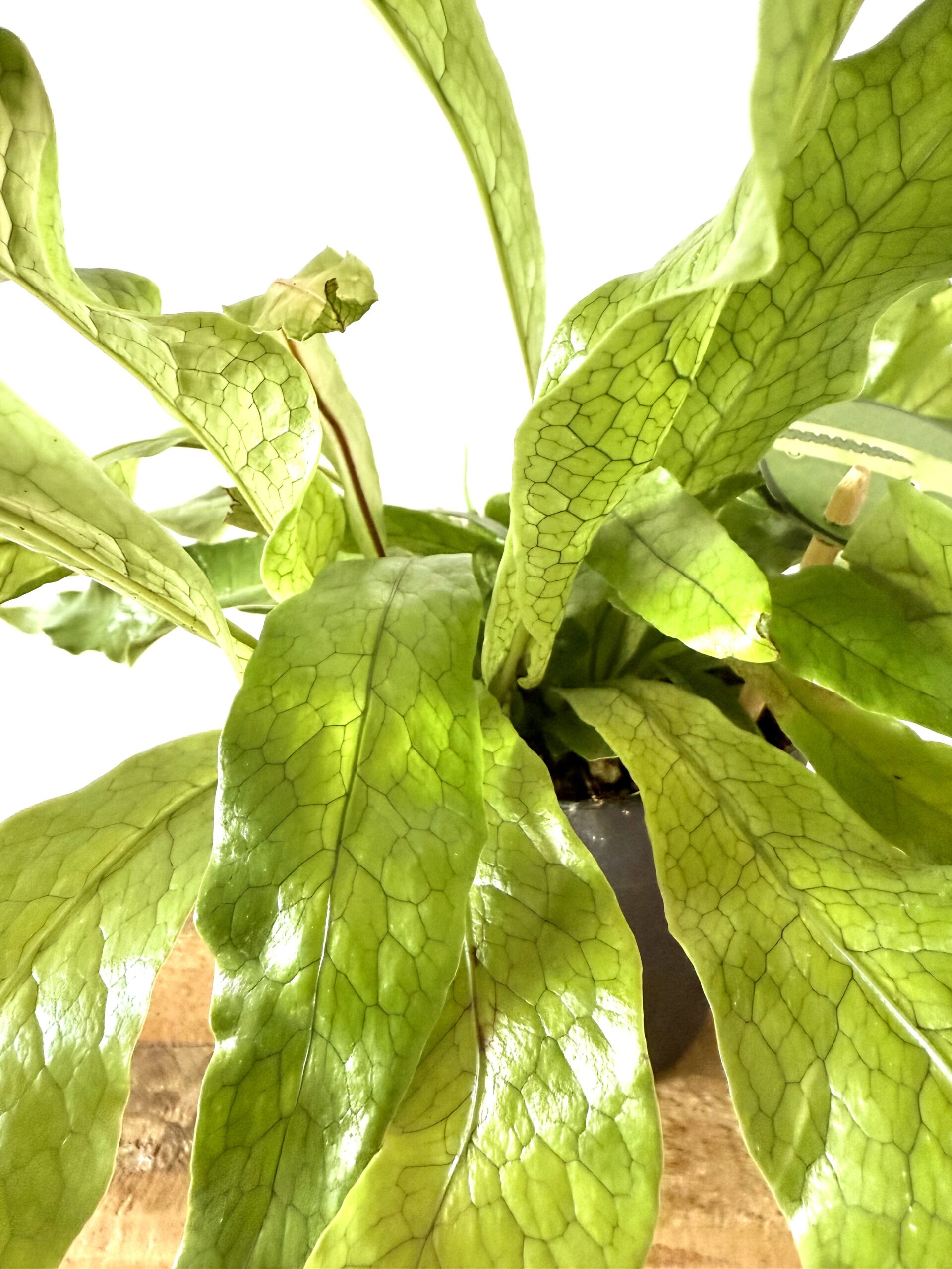 Asplenium 'Crocodilus' - Imagen 2