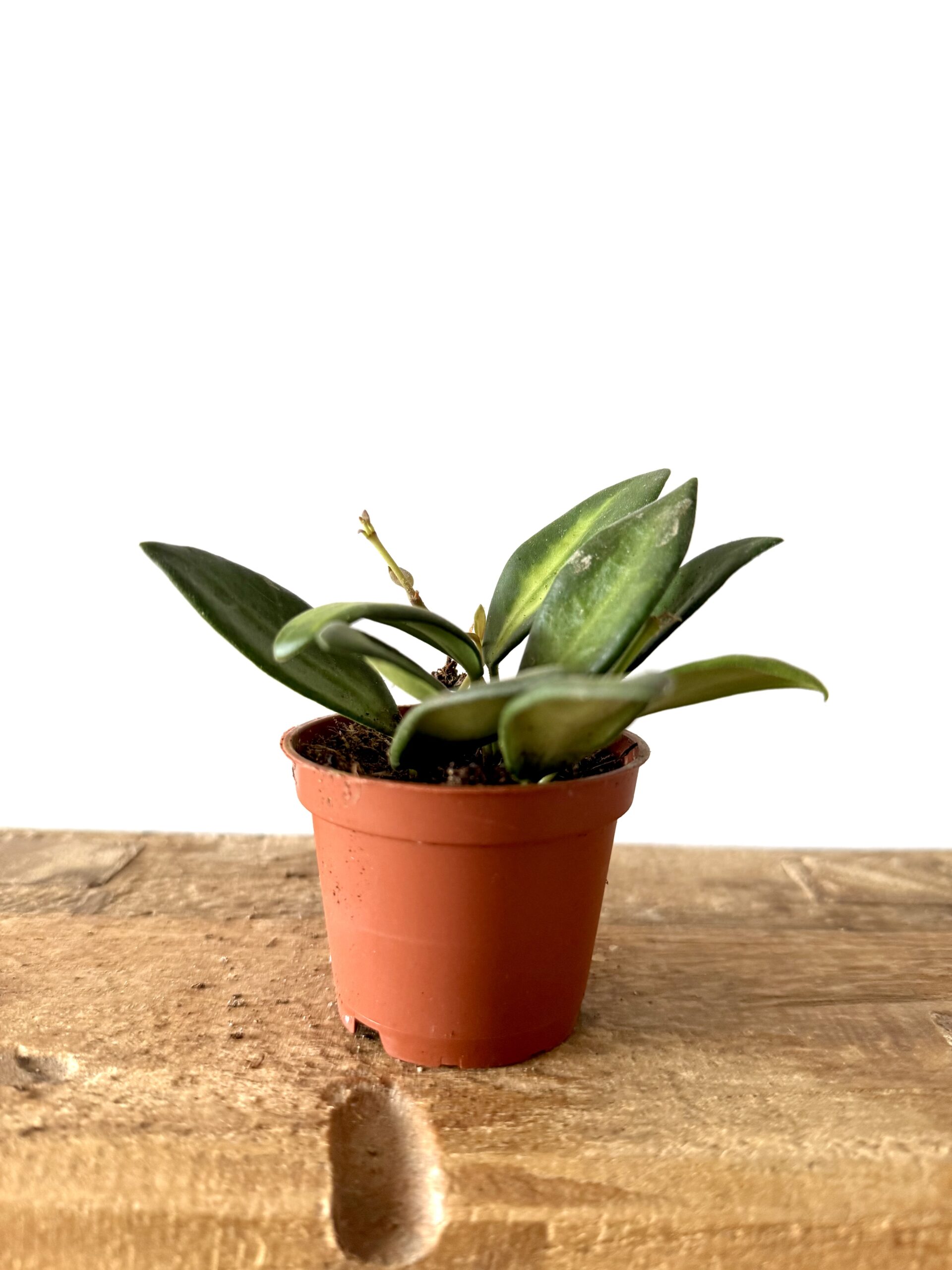 Hoya burtoniae 'Variegata' - Imagen 2