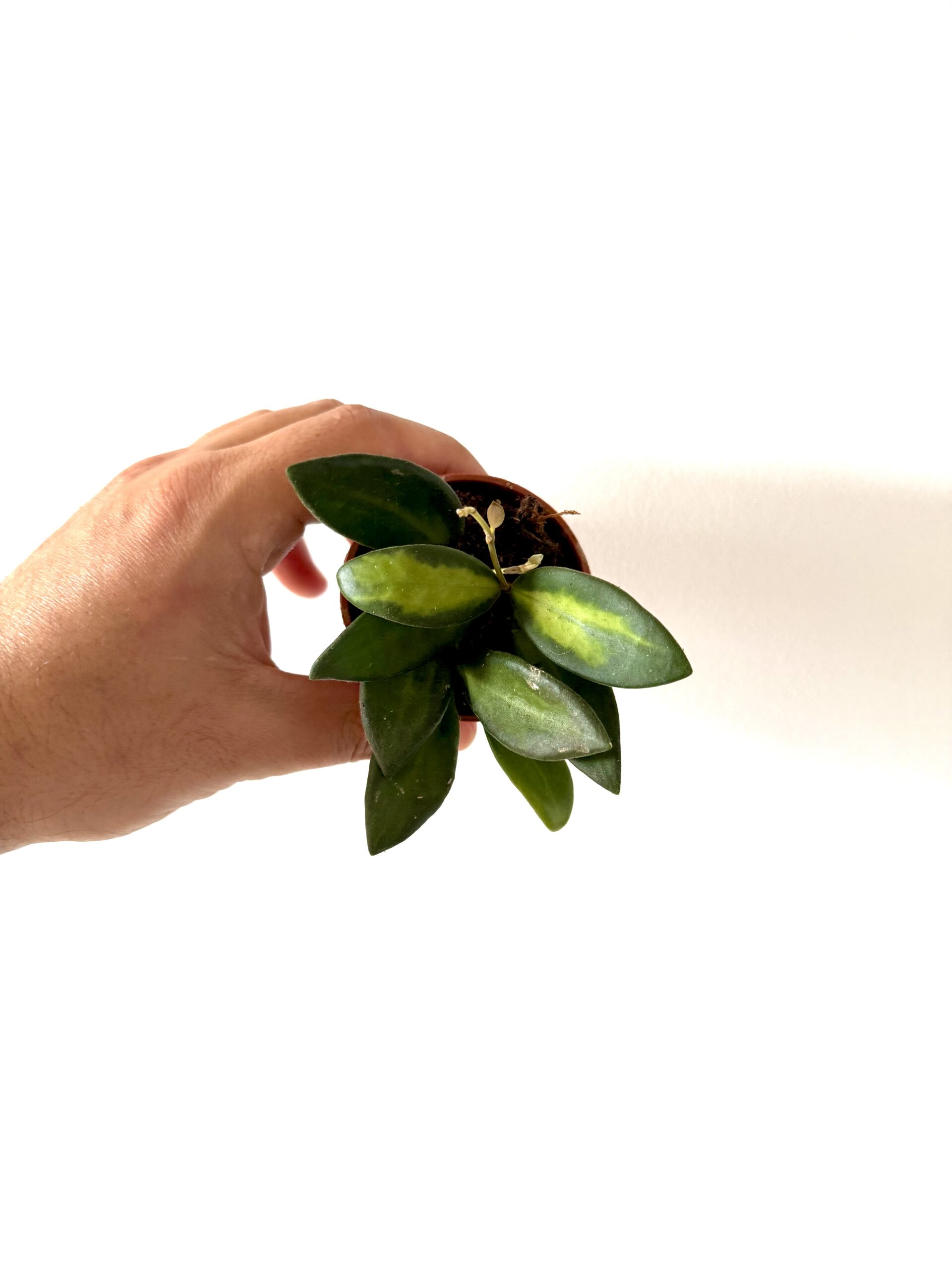 Hoya burtoniae 'Variegata'