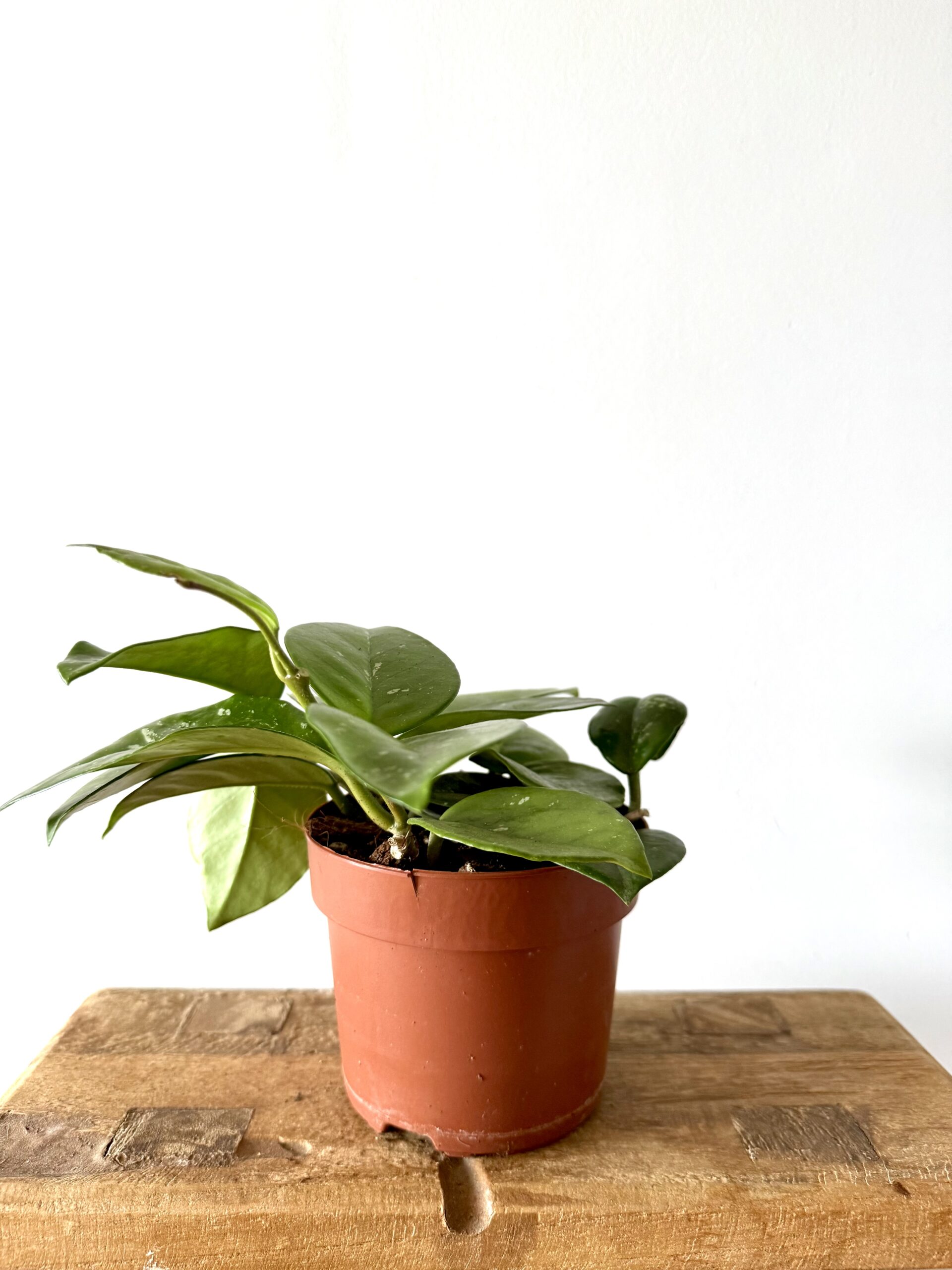 Hoya Carnosa ‘Freckled Splash’ - Imagen 3