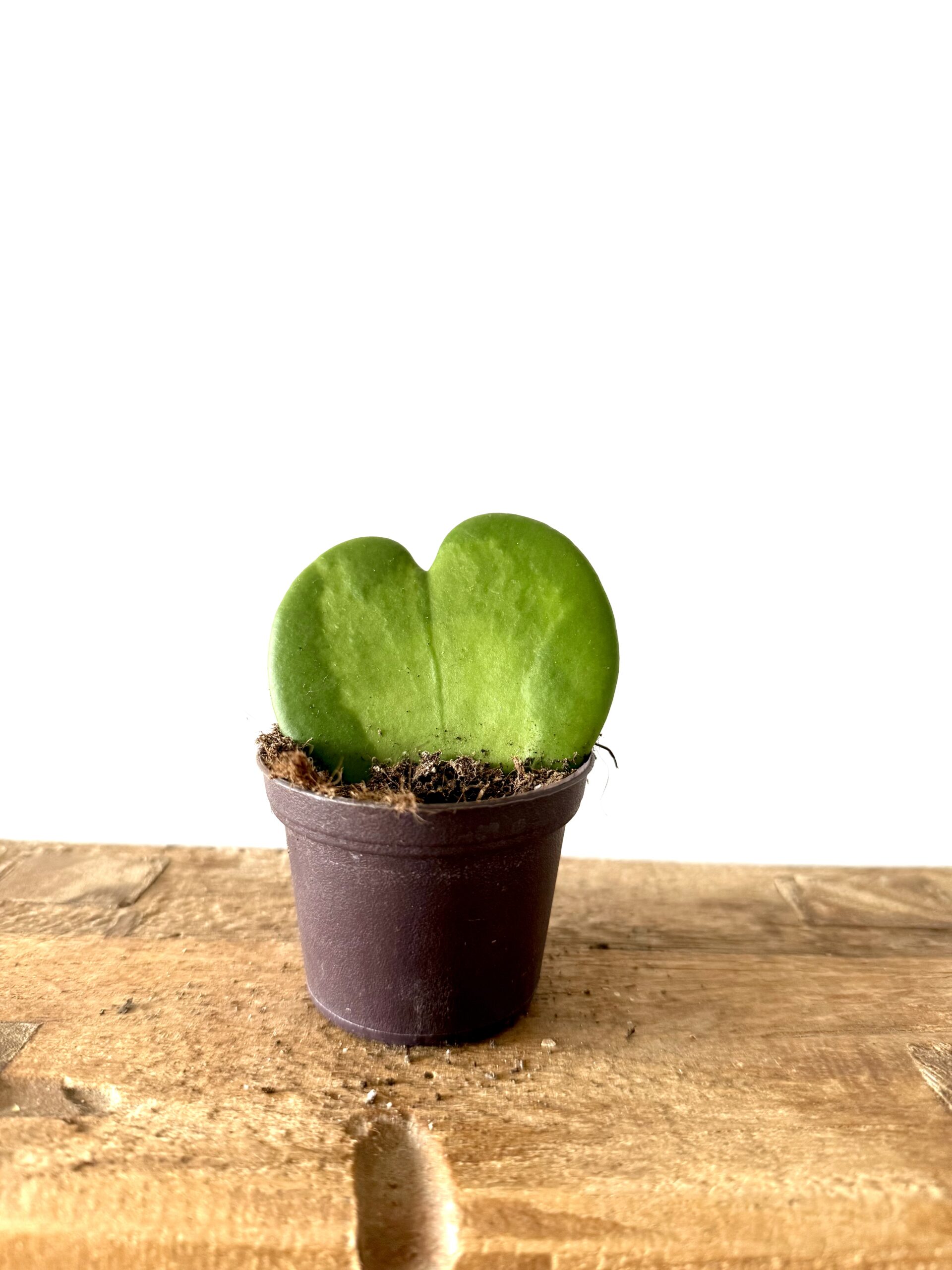 Hoya kerrii 'Reverse Variegata' - Imagen 2