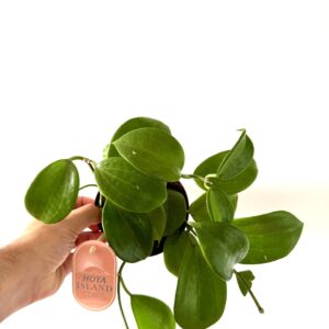 Hoya quinquenervia
