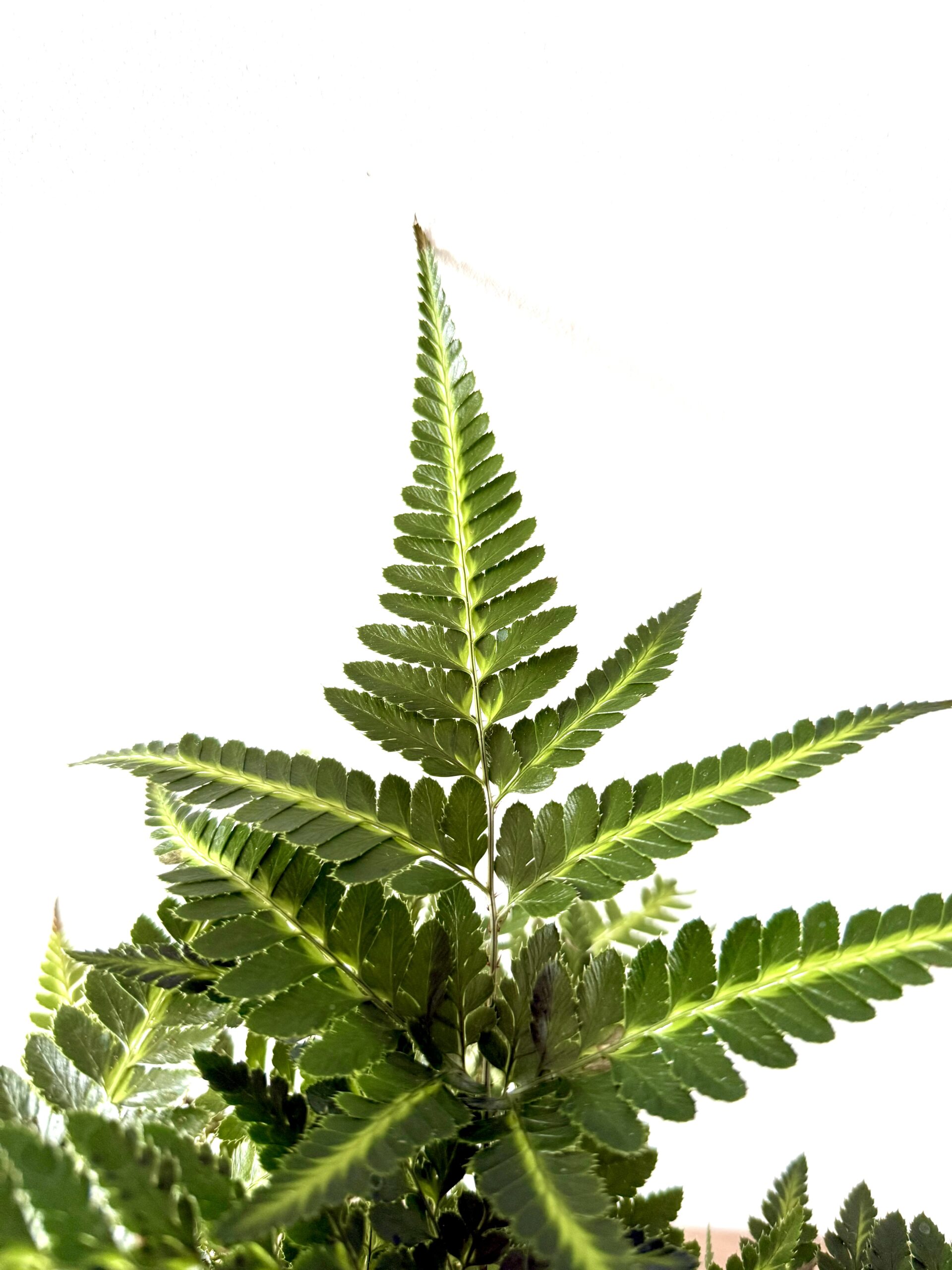 Helecho arachniodes aristata 'Variegata'