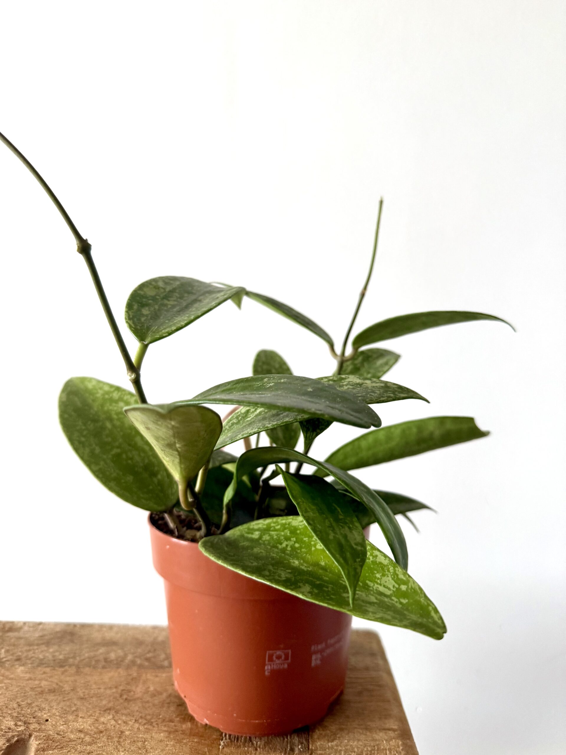 Hoya latifolia 'Rangsang' - Imagen 2