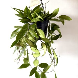 Hoya 'Memoria gracilis'