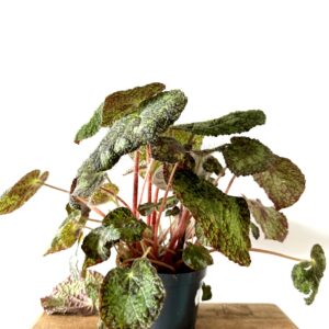 Begonia sizemoreae