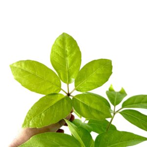 Schefflera actinophylla 'Gold Capella'