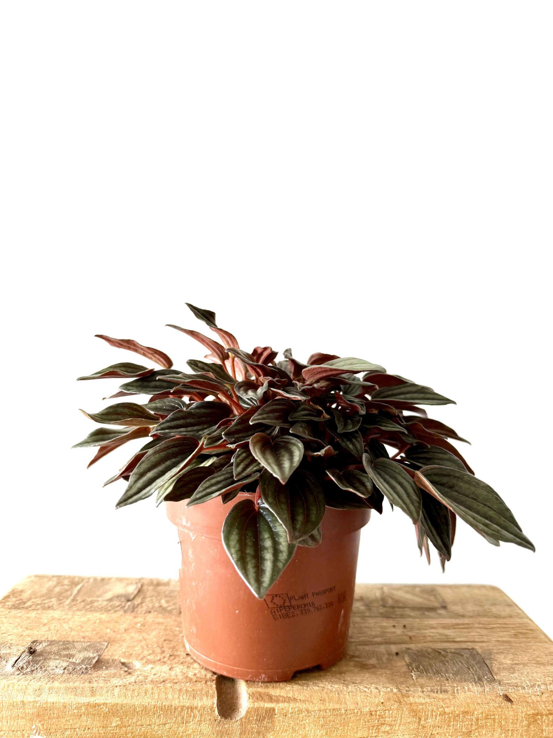 Peperomia caperata 'Lima' - Imagen 2