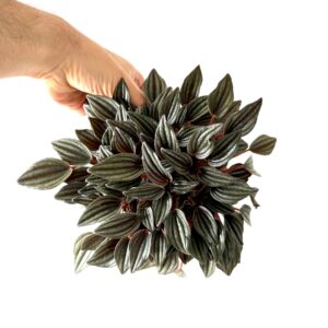 Peperomia caperata 'Lima'