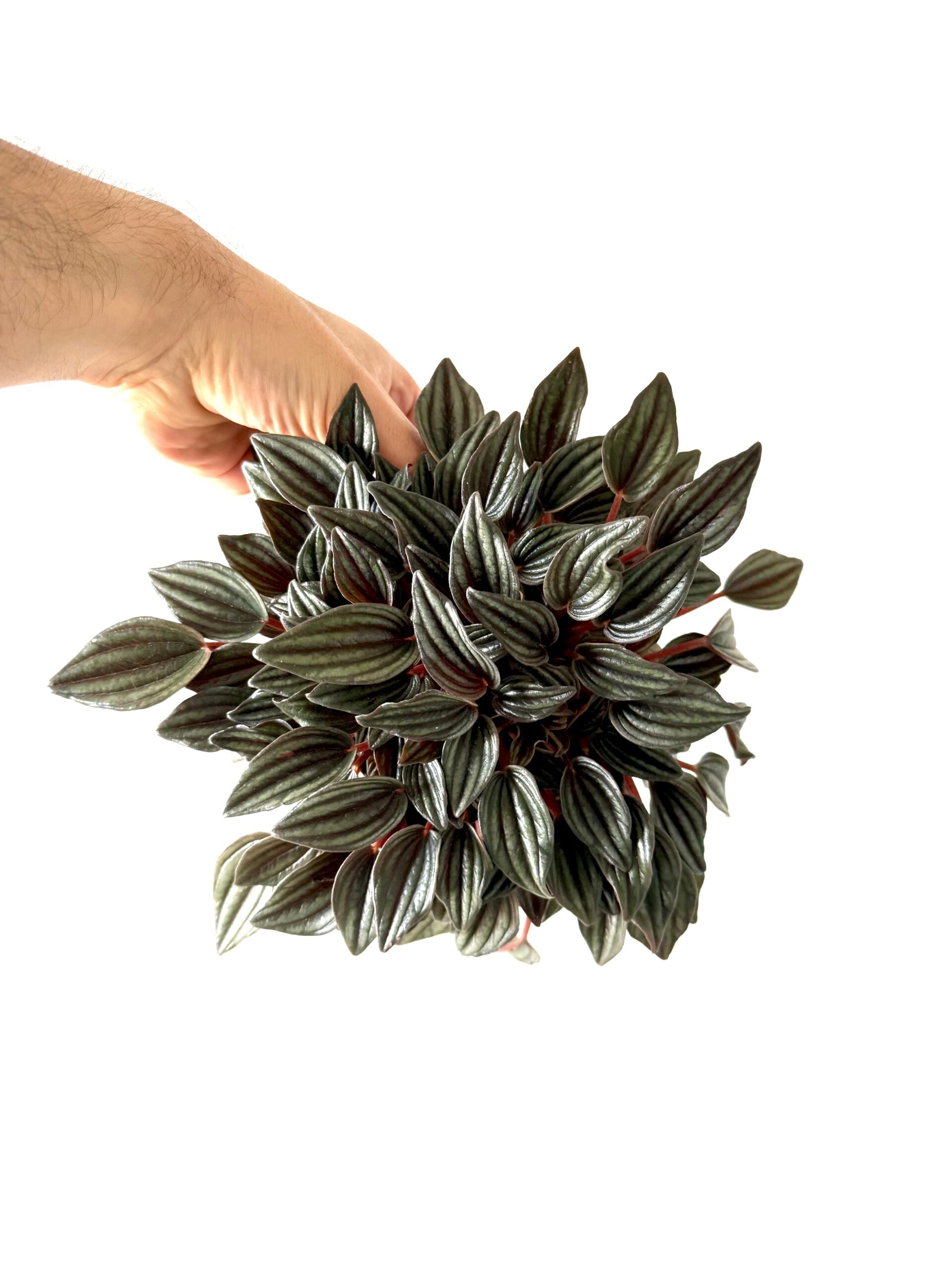 Peperomia caperata 'Lima'