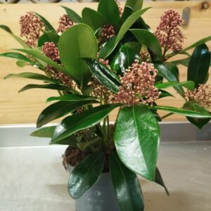 Skimmia japonica ‘Rubella’