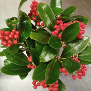 Skimmia japonica ‘Reevesiana’