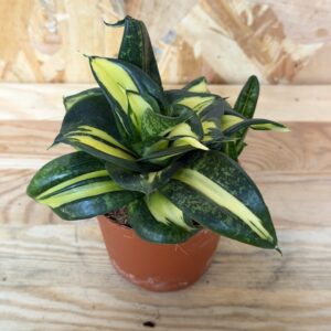 Sansevieria Hahnii Spiral