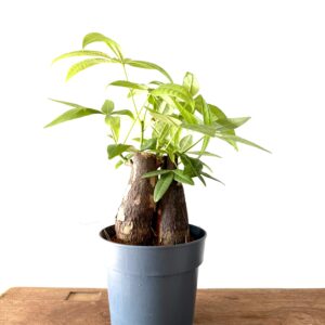 Pachira aquatica