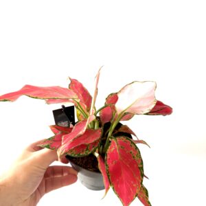 Aglaonema Cherry Baby