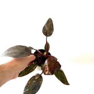Philodendron Pink