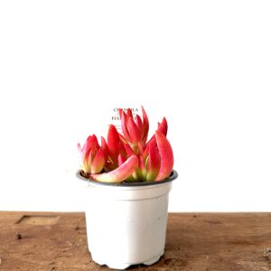 Crassula capitella campfire