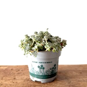 Sedum